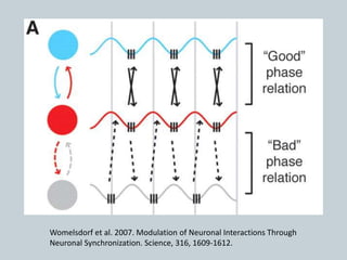 Womelsdorf et al. 2007. Modulation of Neuronal Interactions Through
Neuronal Synchronization. Science, 316, 1609-1612.
 