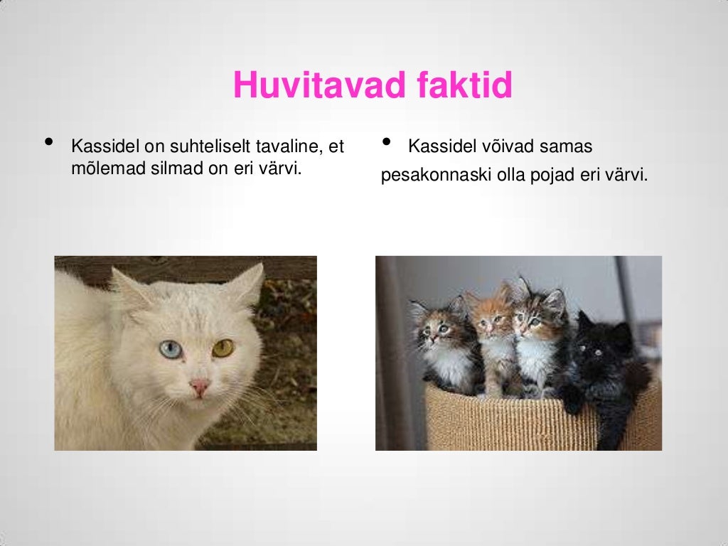 Kassid