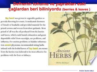Prof.Dr. İbrahim USLU
Defnenin tohumu ve yaprakları eski
çağlardan beri biliniyordu (berries & leaves )
 