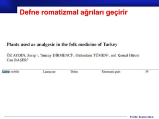 Prof.Dr. İbrahim USLU
Defne romatizmal ağrıları geçirir
 