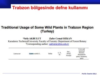 Prof.Dr. İbrahim USLU
Trabzon bölgesinde defne kullanımı
 