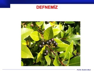 Prof.Dr. İbrahim USLU
DEFNEMİZ
 