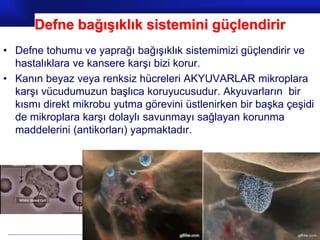 Prof.Dr. İbrahim USLU
Defne bağışıklık sistemini güçlendirir
• Defne tohumu ve yaprağı bağışıklık sistemimizi güçlendirir ve
hastalıklara ve kansere karşı bizi korur.
• Kanın beyaz veya renksiz hücreleri AKYUVARLAR mikroplara
karşı vücudumuzun başlıca koruyucusudur. Akyuvarların bir
kısmı direkt mikrobu yutma görevini üstlenirken bir başka çeşidi
de mikroplara karşı dolaylı savunmayı sağlayan korunma
maddelerini (antikorları) yapmaktadır.
 
