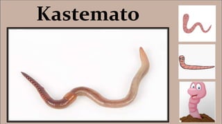Kastemato
 