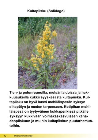 12 Mesikasvit ja hunaja
Kultapiisku (Solidago)
Tien- ja polunreunoilla, metsänlaidoissa ja hak-
kuuaukeilla kukkii syyskesästä kultapiisku. Kul-
tapiisku on hyvä kasvi mehiläispesän syksyn
siitepölyn ja meden tarpeeseen. Kotipihan mehi-
läispesä on tyytyväinen kukkapenkissä pitkälle
syksyyn kukkivaan voimakaskasvuiseen kana-
danpiiskuun ja muihin kultapiiskun puutarhamuo-
toihin.
 