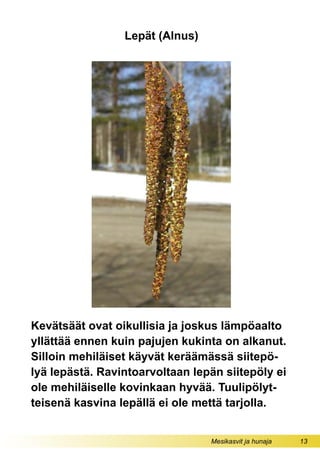 Mesikasvit ja hunaja 13
Lepät (Alnus)
Kevätsäät ovat oikullisia ja joskus lämpöaalto
yllättää ennen kuin pajujen kukinta on alkanut.
Silloin mehiläiset käyvät keräämässä siitepö-
lyä lepästä. Ravintoarvoltaan lepän siitepöly ei
ole mehiläiselle kovinkaan hyvää. Tuulipölyt-
teisenä kasvina lepällä ei ole mettä tarjolla.
 
