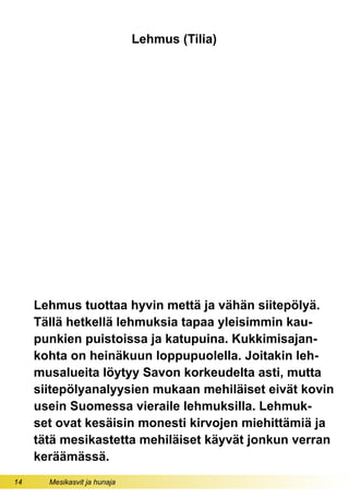 14 Mesikasvit ja hunaja
Lehmus tuottaa hyvin mettä ja vähän siitepölyä.
Tällä hetkellä lehmuksia tapaa yleisimmin kau-
punkien puistoissa ja katupuina. Kukkimisajan-
kohta on heinäkuun loppupuolella. Joitakin leh-
musalueita löytyy Savon korkeudelta asti, mutta
siitepölyanalyysien mukaan mehiläiset eivät kovin
usein Suomessa vieraile lehmuksilla. Lehmuk-
set ovat kesäisin monesti kirvojen miehittämiä ja
tätä mesikastetta mehiläiset käyvät jonkun verran
keräämässä.
Lehmus (Tilia)
 