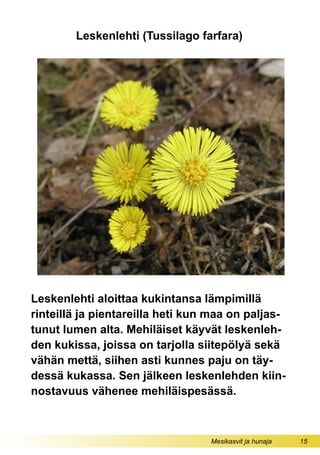 Mesikasvit ja hunaja 15
Leskenlehti (Tussilago farfara)
Leskenlehti aloittaa kukintansa lämpimillä
rinteillä ja pientareilla heti kun maa on paljas-
tunut lumen alta. Mehiläiset käyvät leskenleh-
den kukissa, joissa on tarjolla siitepölyä sekä
vähän mettä, siihen asti kunnes paju on täy-
dessä kukassa. Sen jälkeen leskenlehden kiin-
nostavuus vähenee mehiläispesässä.
 