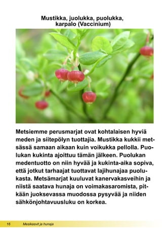 16 Mesikasvit ja hunaja
Mustikka, juolukka, puolukka,
karpalo (Vaccinium)
Metsiemme perusmarjat ovat kohtalaisen hyviä
meden ja siitepölyn tuottajia. Mustikka kukkii met-
sässä samaan aikaan kuin voikukka pellolla. Puo-
lukan kukinta ajoittuu tämän jälkeen. Puolukan
medentuotto on niin hyvää ja kukinta-aika sopiva,
että jotkut tarhaajat tuottavat lajihunajaa puolu-
kasta. Metsämarjat kuuluvat kanervakasveihin ja
niistä saatava hunaja on voimakasaromista, pit-
kään juoksevassa muodossa pysyvää ja niiden
sähkönjohtavuusluku on korkea.
 