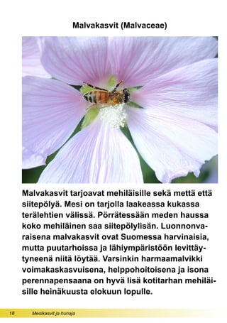 18 Mesikasvit ja hunaja
Malvakasvit (Malvaceae)
Malvakasvit tarjoavat mehiläisille sekä mettä että
siitepölyä. Mesi on tarjolla laakeassa kukassa
terälehtien välissä. Pörrätessään meden haussa
koko mehiläinen saa siitepölylisän. Luonnonva-
raisena malvakasvit ovat Suomessa harvinaisia,
mutta puutarhoissa ja lähiympäristöön levittäy-
tyneenä niitä löytää. Varsinkin harmaamalvikki
voimakaskasvuisena, helppohoitoisena ja isona
perennapensaana on hyvä lisä kotitarhan mehiläi-
sille heinäkuusta elokuun lopulle.
 