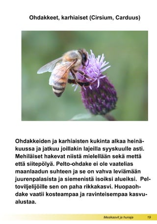 Mesikasvit ja hunaja 19
Ohdakkeet, karhiaiset (Cirsium, Carduus)
Ohdakkeiden ja karhiaisten kukinta alkaa heinä-
kuussa ja jatkuu joillakin lajeilla syyskuulle asti.
Mehiläiset hakevat niistä mielellään sekä mettä
että siitepölyä. Pelto-ohdake ei ole vaatelias
maanlaadun suhteen ja se on vahva leviämään
juurenpalasista ja siemenistä isoiksi alueiksi. Pel-
toviljelijöille sen on paha rikkakasvi. Huopaoh-
dake vaatii kosteampaa ja ravinteisempaa kasvu-
alustaa.
 