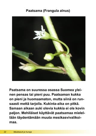 22 Mesikasvit ja hunaja
Paatsama (Frangula alnus)
Paatsama on suuressa osassa Suomea ylei-
nen pensas tai pieni puu. Paatsaman kukka
on pieni ja huomaamaton, mutta siinä on run-
saasti mettä tarjolla. Kukinta-aika on pitkä.
Samaan aikaan auki olevia kukkia ei ole kovin
paljon. Mehiläiset käyttävät paatsamaa mielel-
lään täydentämään muuta mesikasvivalikoi-
maa.
 