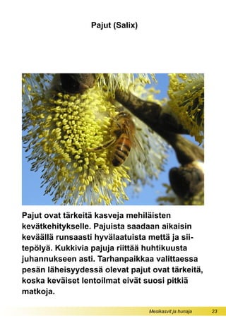 Mesikasvit ja hunaja 23
Pajut (Salix)
Pajut ovat tärkeitä kasveja mehiläisten
kevätkehitykselle. Pajuista saadaan aikaisin
keväällä runsaasti hyvälaatuista mettä ja sii-
tepölyä. Kukkivia pajuja riittää huhtikuusta
juhannukseen asti. Tarhanpaikkaa valittaessa
pesän läheisyydessä olevat pajut ovat tärkeitä,
koska keväiset lentoilmat eivät suosi pitkiä
matkoja.
 