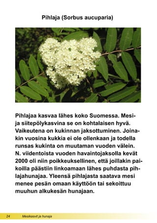 24 Mesikasvit ja hunaja
Pihlaja (Sorbus aucuparia)
Pihlajaa kasvaa lähes koko Suomessa. Mesi-
ja siitepölykasvina se on kohtalaisen hyvä.
Vaikeutena on kukinnan jaksottuminen. Joina-
kin vuosina kukkia ei ole ollenkaan ja todella
runsas kukinta on muutaman vuoden välein.
N. viidentoista vuoden havaintojaksolla kevät
2000 oli niin poikkeuksellinen, että joillakin pai-
koilla päästiin linkoamaan lähes puhdasta pih-
lajahunajaa. Yleensä pihlajasta saatava mesi
menee pesän omaan käyttöön tai sekoittuu
muuhun alkukesän hunajaan.
 