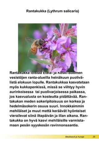 Mesikasvit ja hunaja 25
Rantakukka loistaa Etelä- ja Keski-Suomen
vesistöjen ranta-alueilla heinäkuun puolivä-
listä elokuun lopulle. Rantakukkaa kasvatetaan
myös kukkapenkissä, missä se viihtyy hyvin
aurinkoisessa tai puolivarjoisessa paikassa,
jos kasvualusta on kosteutta pidättävää. Ran-
takukan meden sokeripitoisuus on korkea ja
hedelmäsokerin osuus suuri. Innokkaimmin
mehiläiset ja muut mettä keräävät hyönteiset
vierailevat siinä iltapäivän ja illan aikana. Ran-
takukka on hyvä kasvi mehiläisille varmista-
maan pesän syyskesän ravinnonsaantia.
Rantakukka (Lythrum salicaria)
 