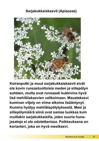 Mesikasvit ja hunaja 27
Sarjakukkaiskasvit (Apiaceae)
Koiranputki ja muut sarjakukkaiskasvit eivät
ole kovin runsastuottoisia meden ja siitepölyn
suhteen, mutta ovat runsaasti kukkivina hyvä
lisä mehiläiskasvien valikoimaan. Maustekasvi
kuminan viljely on viime aikoina lisääntynyt.
Kumina hyötyy mehiläispölytyksestä. Mesi ja
siitepölymäärä siinä ovat samaa luokkaa kuin
muillakin sarjakukkaisilla, joten suuria huna-
jasatoja ei ole odotettavissa. Poikkeuksena on
korianteri, joka on hyvä mesikasvi.
 