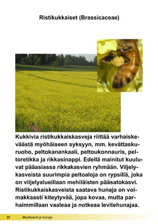 28 Mesikasvit ja hunaja
Ristikukkaiset (Brassicaceae)
Kukkivia ristikukkaiskasveja riittää varhaiske-
väästä myöhäiseen syksyyn, mm. kevättasku-
ruoho, peltokanankaali, peltoukonnauris, pel-
toretikka ja rikkasinappi. Edellä mainitut kuulu-
vat pääasiassa rikkakasvien ryhmään. Viljely-
kasveista suurimpia peltoaloja on rypsillä, joka
on viljelyalueillaan mehiläisten pääsatokasvi.
Ristikukkaiskasveista saatava hunaja on voi-
makkaasti kiteytyvää, jopa kovaa, mutta par-
haimmillaan vaaleaa ja notkeaa levitehunajaa.
 