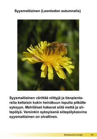 Mesikasvit ja hunaja 29
Syysmaitiainen (Leontodon autumnalis)
Syysmaitiainen värittää niittyjä ja tienpienta-
reita keltaisin kukin heinäkuun lopulta pitkälle
syksyyn. Mehiläiset hakevat siitä mettä ja sii-
tepölyä. Varsinkin syksyisenä siitepölykasvina
syysmaitiainen on oivallinen.
 
