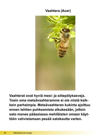30 Mesikasvit ja hunaja
Vaahtera (Acer)
Vaahterat ovat hyviä mesi- ja siitepölykasveja.
Tosin oma metsävaahteramme ei ole niistä kaik-
kein parhaimpia. Metsävaahteran kukinta ajoittuu
ennen lehtien puhkeamista alkukesään, jolloin
sato menee pääasiassa mehiläisten omaan käyt-
töön vahvistamaan pesää satokautta varten.
 