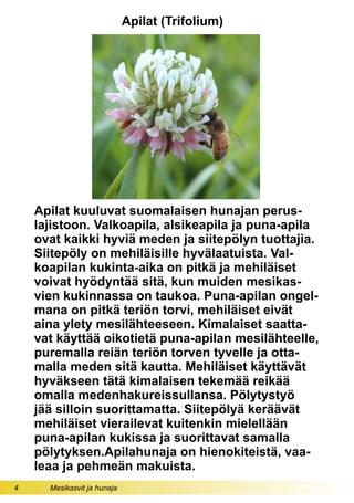 4 Mesikasvit ja hunaja
Apilat (Trifolium)
Apilat kuuluvat suomalaisen hunajan perus-
lajistoon. Valkoapila, alsikeapila ja puna-apila
ovat kaikki hyviä meden ja siitepölyn tuottajia.
Siitepöly on mehiläisille hyvälaatuista. Val-
koapilan kukinta-aika on pitkä ja mehiläiset
voivat hyödyntää sitä, kun muiden mesikas-
vien kukinnassa on taukoa. Puna-apilan ongel-
mana on pitkä teriön torvi, mehiläiset eivät
aina ylety mesilähteeseen. Kimalaiset saatta-
vat käyttää oikotietä puna-apilan mesilähteelle,
puremalla reiän teriön torven tyvelle ja otta-
malla meden sitä kautta. Mehiläiset käyttävät
hyväkseen tätä kimalaisen tekemää reikää
omalla medenhakureissullansa. Pölytystyö
jää silloin suorittamatta. Siitepölyä keräävät
mehiläiset vierailevat kuitenkin mielellään
puna-apilan kukissa ja suorittavat samalla
pölytyksen.Apilahunaja on hienokiteistä, vaa-
leaa ja pehmeän makuista.
 