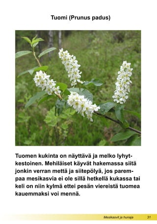 Mesikasvit ja hunaja 31
Tuomi (Prunus padus)
Tuomen kukinta on näyttävä ja melko lyhyt-
kestoinen. Mehiläiset käyvät hakemassa siitä
jonkin verran mettä ja siitepölyä, jos parem-
paa mesikasvia ei ole sillä hetkellä kukassa tai
keli on niin kylmä ettei pesän viereistä tuomea
kauemmaksi voi mennä.
 
