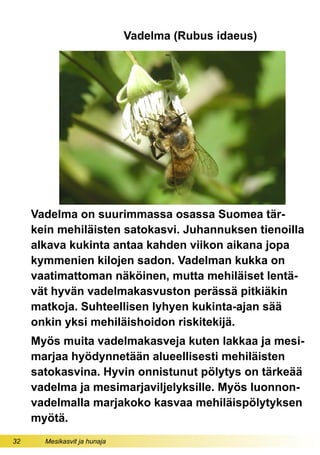 32 Mesikasvit ja hunaja
Vadelma (Rubus idaeus)
Vadelma on suurimmassa osassa Suomea tär-
kein mehiläisten satokasvi. Juhannuksen tienoilla
alkava kukinta antaa kahden viikon aikana jopa
kymmenien kilojen sadon. Vadelman kukka on
vaatimattoman näköinen, mutta mehiläiset lentä-
vät hyvän vadelmakasvuston perässä pitkiäkin
matkoja. Suhteellisen lyhyen kukinta-ajan sää
onkin yksi mehiläishoidon riskitekijä.
Myös muita vadelmakasveja kuten lakkaa ja mesi-
marjaa hyödynnetään alueellisesti mehiläisten
satokasvina. Hyvin onnistunut pölytys on tärkeää
vadelma ja mesimarjaviljelyksille. Myös luonnon-
vadelmalla marjakoko kasvaa mehiläispölytyksen
myötä.
 