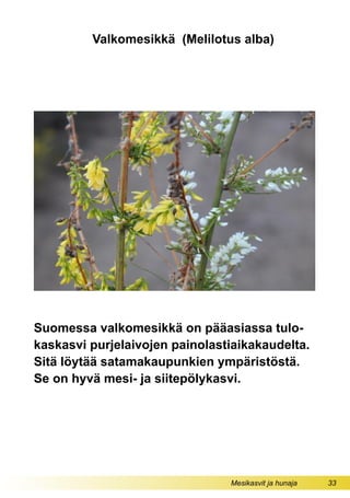 Mesikasvit ja hunaja 33
Valkomesikkä (Melilotus alba)
Suomessa valkomesikkä on pääasiassa tulo-
kaskasvi purjelaivojen painolastiaikakaudelta.
Sitä löytää satamakaupunkien ympäristöstä.
Se on hyvä mesi- ja siitepölykasvi.
 