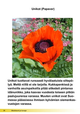 36 Mesikasvit ja hunaja
Unikot (Papaver)
Unikot tuottavat runsaasti hyvälaatuista siitepö-
lyä. Mettä niillä ei ole tarjolla. Kukkapenkissä ja
vanhoilla asuinpaikoilla pitää sitkeästi pintansa
idänunikko, joka kasvaa vuodesta toiseen pitkän
paalujuurensa varassa. Muuten unikot ovat Suo-
messa pääasiassa ihmisen kylvämien siemenkas-
vustojen varassa.
 