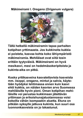 Mesikasvit ja hunaja 37
Koska yrttikasveina kasvatettavista kasveista
mm. iisoppi, oregano, mintut ja salvia, käyte-
tään hyödyksi lehtimassa ennen kuin kasvi
ehtii kukkia, on näiden kasvien arvo Suomessa
mehiläisille hyvin pieni. Oman kotipihan mehi-
läisille voi perustaa kukkimaan jätettävän
yrttimaan ja erikoishunajatuotannossa voisi
kokeilla vähän isompaakin aluetta. Etuna on
pitkään syksylle jatkuva kukinta, kun suuri osa
luonnonkasveista on jo lakastunut.
Mäkimeirami l. Oregano (Origanum vulgare)
Tällä hetkellä mäkimeiramin tapaa parhaiten
kotipihan yrttimaasta. Jos kukkineita kukkia
ei poisteta, kasvaa kohta koko lähiympäristö
mäkimeiramia. Mehiläiset ovat siitä tosin
erittäin tyytyväisiä. Mäkimeirami on hyvä
mesikasvi, mesi on hedelmäsokeripitoista ja
kukinta-aika on pitkä.
 