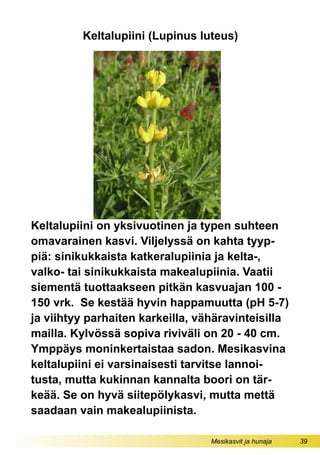 Mesikasvit ja hunaja 39
Keltalupiini on yksivuotinen ja typen suhteen
omavarainen kasvi. Viljelyssä on kahta tyyp-
piä: sinikukkaista katkeralupiinia ja kelta-,
valko- tai sinikukkaista makealupiinia. Vaatii
siementä tuottaakseen pitkän kasvuajan 100 -
150 vrk. Se kestää hyvin happamuutta (pH 5-7)
ja viihtyy parhaiten karkeilla, vähäravinteisilla
mailla. Kylvössä sopiva riviväli on 20 - 40 cm.
Ymppäys moninkertaistaa sadon. Mesikasvina
keltalupiini ei varsinaisesti tarvitse lannoi-
tusta, mutta kukinnan kannalta boori on tär-
keää. Se on hyvä siitepölykasvi, mutta mettä
saadaan vain makealupiinista.
Keltalupiini (Lupinus luteus)
 