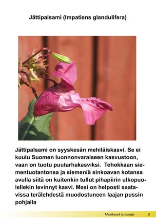 Mesikasvit ja hunaja 5
Jättipalsami on syyskesän mehiläiskasvi. Se ei
kuulu Suomen luonnonvaraiseen kasvustoon,
vaan on tuotu puutarhakasviksi. Tehokkaan sie-
mentuotantonsa ja siemeniä sinkoavan kotansa
avulla siitä on kuitenkin tullut pihapiirin ulkopuo-
lellekin levinnyt kasvi. Mesi on helposti saata-
vissa terälehdestä muodostuneen laajan pussin
pohjalla
Jättipalsami (Impatiens glandulifera)
 