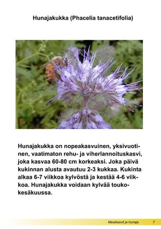 Mesikasvit ja hunaja 7
Hunajakukka (Phacelia tanacetifolia)
Hunajakukka on nopeakasvuinen, yksivuoti-
nen, vaatimaton rehu- ja viherlannoituskasvi,
joka kasvaa 60-80 cm korkeaksi. Joka päivä
kukinnan alusta avautuu 2-3 kukkaa. Kukinta
alkaa 6-7 viikkoa kylvöstä ja kestää 4-6 viik-
koa. Hunajakukka voidaan kylvää touko-
kesäkuussa.
 