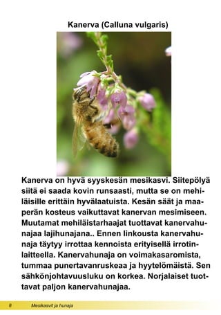 8 Mesikasvit ja hunaja
Kanerva (Calluna vulgaris)
Kanerva on hyvä syyskesän mesikasvi. Siitepölyä
siitä ei saada kovin runsaasti, mutta se on mehi-
läisille erittäin hyvälaatuista. Kesän säät ja maa-
perän kosteus vaikuttavat kanervan mesimiseen.
Muutamat mehiläistarhaajat tuottavat kanervahu-
najaa lajihunajana.. Ennen linkousta kanervahu-
naja täytyy irrottaa kennoista erityisellä irrotin-
laitteella. Kanervahunaja on voimakasaromista,
tummaa punertavanruskeaa ja hyytelömäistä. Sen
sähkönjohtavuusluku on korkea. Norjalaiset tuot-
tavat paljon kanervahunajaa.
 