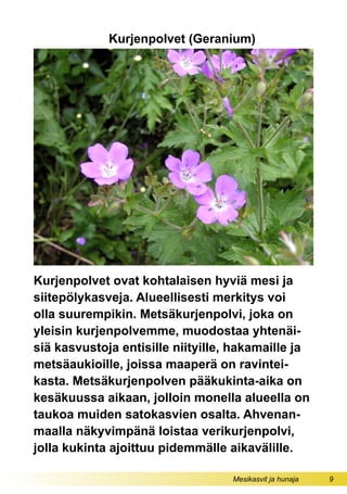 Mesikasvit ja hunaja 9
Kurjenpolvet ovat kohtalaisen hyviä mesi ja
siitepölykasveja. Alueellisesti merkitys voi
olla suurempikin. Metsäkurjenpolvi, joka on
yleisin kurjenpolvemme, muodostaa yhtenäi-
siä kasvustoja entisille niityille, hakamaille ja
metsäaukioille, joissa maaperä on ravintei-
kasta. Metsäkurjenpolven pääkukinta-aika on
kesäkuussa aikaan, jolloin monella alueella on
taukoa muiden satokasvien osalta. Ahvenan-
maalla näkyvimpänä loistaa verikurjenpolvi,
jolla kukinta ajoittuu pidemmälle aikavälille.
Kurjenpolvet (Geranium)
 