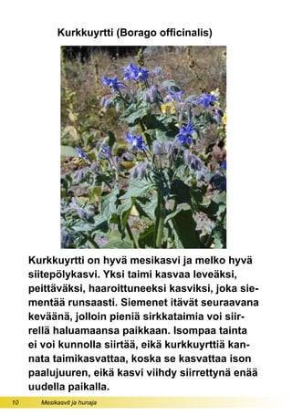 10 Mesikasvit ja hunaja
Kurkkuyrtti (Borago officinalis)
Kurkkuyrtti on hyvä mesikasvi ja melko hyvä
siitepölykasvi. Yksi taimi kasvaa leveäksi,
peittäväksi, haaroittuneeksi kasviksi, joka sie-
mentää runsaasti. Siemenet itävät seuraavana
keväänä, jolloin pieniä sirkkataimia voi siir-
rellä haluamaansa paikkaan. Isompaa tainta
ei voi kunnolla siirtää, eikä kurkkuyrttiä kan-
nata taimikasvattaa, koska se kasvattaa ison
paalujuuren, eikä kasvi viihdy siirrettynä enää
uudella paikalla.
 