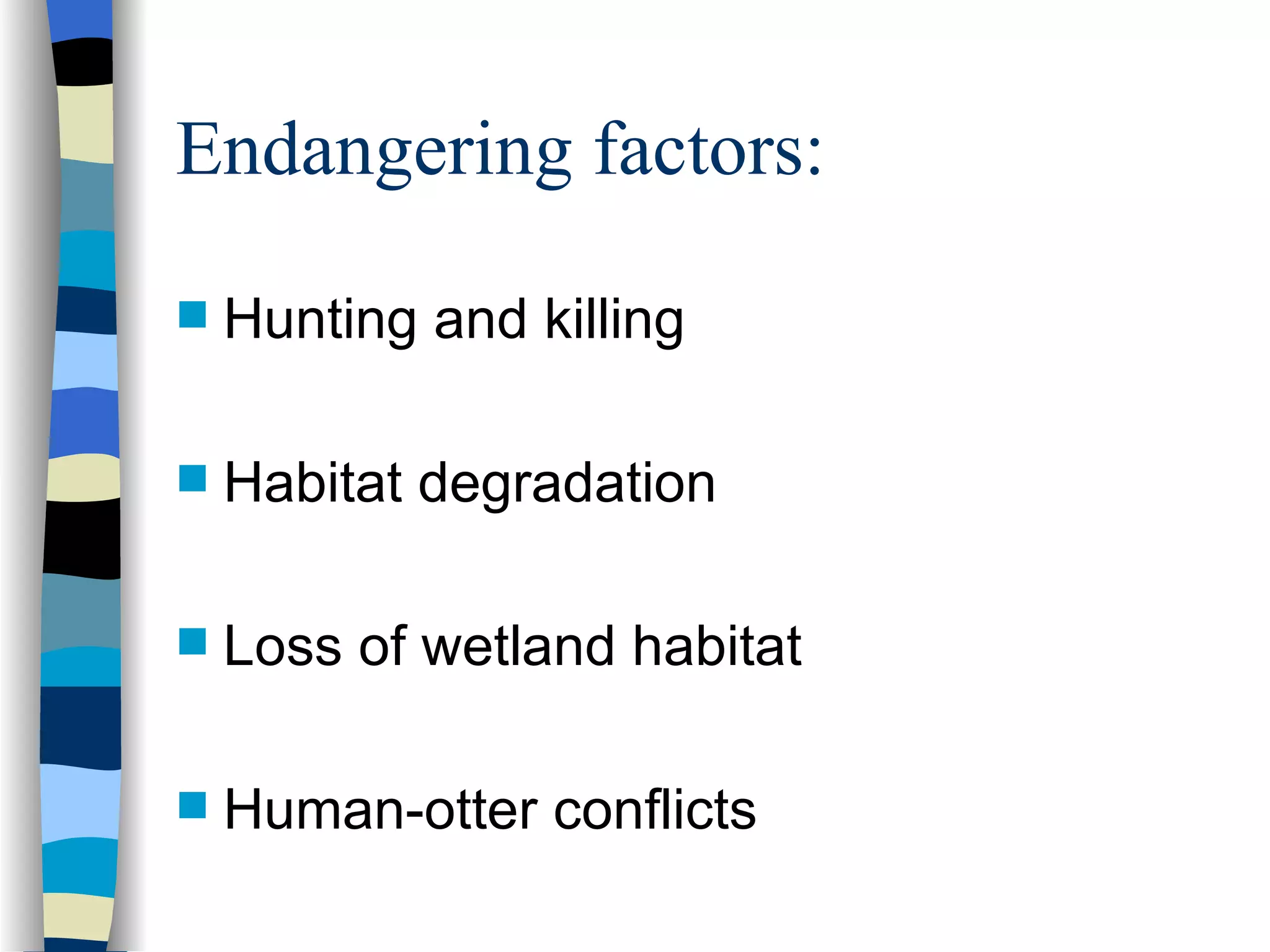 Endangering factors: Hunting and killing Habitat degradation  Loss of wetland habitat Human-otter conflicts 