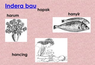 Indera bau harum hanyir hapak hancing 
