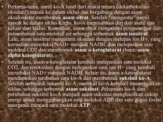 • Pertama-tama, asetil ko-A hasil dari reaksi antara (dekarboksilasi 
oksidatif) masuk ke dalam siklus dan bergabung dengan asam 
oksaloasetat membentuk asam sitrat. Setelah "mengantar" asetil 
masuk ke dalam siklus Krebs, ko-A memisahkan diri dari asetil dan 
keluar dari siklus. Kemudian, asam sitrat mengalami pengurangan dan 
penambahan satu molekul air sehingga terbentuk asam isositrat. 
Lalu, asam isositrat mengalami oksidasi dengan melepas ion H+, yang 
kemudian mereduksi NAD+ menjadi NADH, dan melepaskan satu 
molekul CO2 dan membentuk asam a-ketoglutarat (baca: asam 
alpha ketoglutarat). 
• Setelah itu, asam a-ketoglutarat kembali melepaskan satu molekul 
CO2, dan teroksidasi dengan melepaskan satu ion H+ yang kembali 
mereduksi NAD+ menjadi NADH. Selain itu, asam a-ketoglutarat 
mendapatkan tambahan satu ko-A dan membentuk suksinil ko-A. 
Setelah terbentuk suksinil ko-A, molekul ko-A kembali meninggalkan 
siklus, sehingga terbentuk asam suksinat. Pelepasan ko-A dan 
perubahan suksinil ko-A menjadi asam suksinat menghasilkan cukup 
energi untuk menggabungkan satu molekul ADP dan satu gugus fosfat 
anorganik menjadi satu molekul ATP. 
 