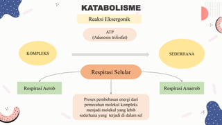 KATABOLISME
KOMPLEKS SEDERHANA
Reaksi Eksergonik
Proses pembebasan energi dari
pemecahan molekul kompleks
menjadi molekul yang lebih
sederhana yang terjadi di dalam sel
Respirasi Selular
ATP
(Adenosin trifosfat)
Respirasi Aerob Respirasi Anaerob
 