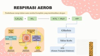RESPIRASI AEROB
Pembebasan energi dalam suatu molekul kompleks yang membutuhkan oksigen
C₆H₁₂O₆ ATP
6CO₂ + 6H₂O
6O₂
+
Glikolisis
STE
(Sistem Transpor Elektron)
Siklus Krebs
 