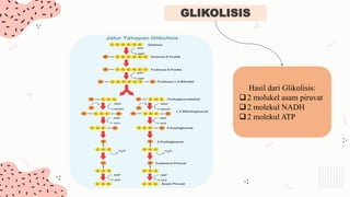 GLIKOLISIS
Hasil dari Glikolisis:
2 molukel asam piruvat
2 molekul NADH
2 molekul ATP
 