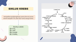 SIKLUS KREBS
merupakan pembongkaran asam piruvat secara
aerob menjadi CO₂ dan H₂O serta energi kimia.
Hasilnya adalah:
 4 CO₂
 2 ATP
 6 NADH
 2 FADH₂
 
