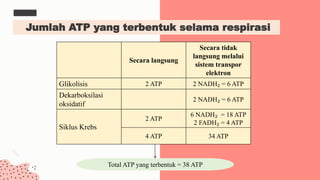 Jumlah ATP yang terbentuk selama respirasi
Secara langsung
Secara tidak
langsung melalui
sistem transpor
elektron
Glikolisis 2 ATP 2 NADH₂ = 6 ATP
Dekarboksilasi
oksidatif
2 NADH₂ = 6 ATP
Siklus Krebs
2 ATP
6 NADH₂ = 18 ATP
2 FADH₂ = 4 ATP
4 ATP 34 ATP
Total ATP yang terbentuk = 38 ATP
 