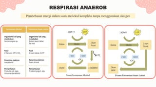 Pembebasan energi dalam suatu molekul kompleks tanpa menggunakan oksigen
RESPIRASI ANAEROB
Proses Fermentasi Alkohol Proses Fermentasi Asam Laktat
 