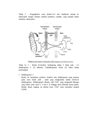 Tahap 2 : Pengangkutan asam lemak-CoA dari sitoplasma menuju ke
mitokondria dengan bantuan molekul pembawa carnitine, yang terdapat dalam
membran mitokondria.
Tahap ke 3 : Reaksi β-oksidasi, berlangsung dalam 4 tahap yaitu : (1)
dehidrogenasi I, (2) hidratasi, (3)dehidrogenasi II,dan (4) tiolasi (tahap
pemotongan)
1. Dehidrogenasi I
Reaksi ini merupakan peristiwa oksidasi atau dehidrogenasi yang pertama
pada asam lemak aktif , enzim yang mengkatalisis adalah Asil-KoA
dehidrogenase. DehidrogenasI dibantu oleh FAD+ yang mengambil hidrogen
yang terikat pada atom C α dan C β sehingga akan terbentuk ikatan ganda.
Bentuk ikatan rangkap itu disebut trans. FAD+ akan mereduksi menjadi
FADH.
 