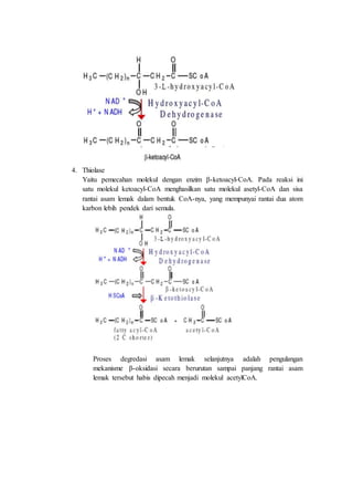4. Thiolase
Yaitu pemecahan molekul dengan enzim β-ketoacyl-CoA. Pada reaksi ini
satu molekul ketoacyl-CoA menghasilkan satu molekul asetyl-CoA dan sisa
rantai asam lemak dalam bentuk CoA-nya, yang mempunyai rantai dua atom
karbon lebih pendek dari semula.
Proses degredasi asam lemak selanjutnya adalah pengulangan
mekanisme β-oksidasi secara berurutan sampai panjang rantai asam
lemak tersebut habis dipecah menjadi molekul acetylCoA.
 