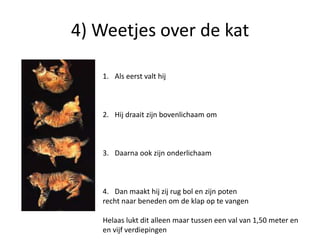 4) Weetjes over de katAls eerst valt hijHij draait zijn bovenlichaam omDaarna ook zijn onderlichaamDan maakt hij zij rug bol en zijn potenrecht naar beneden om de klap op te vangenHelaas lukt dit alleen maar tussen een val van 1,50 meter en en vijf verdiepingen