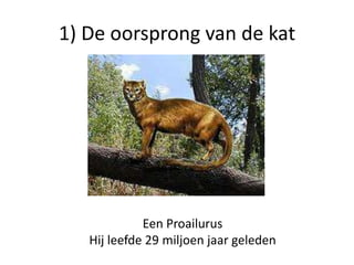 1) De oorsprong van de katEen ProailurusHij leefde 29 miljoen jaar geleden