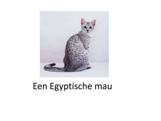 Een Egyptische mau
