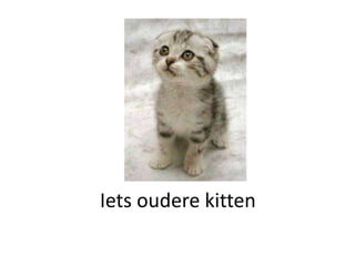Iets oudere kitten